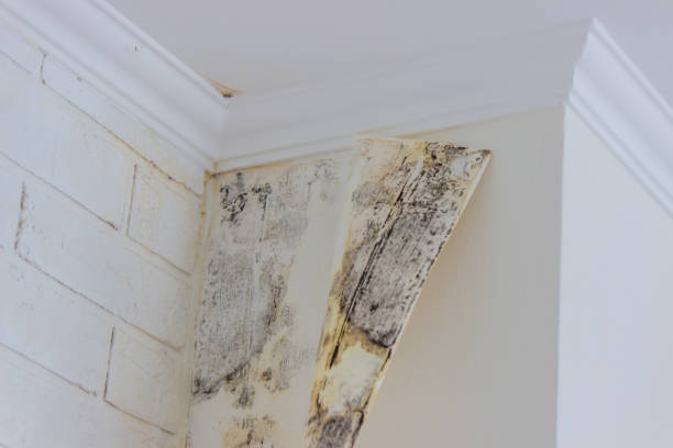 Environmental Consulting for Mold Prevention in Sanford, FL